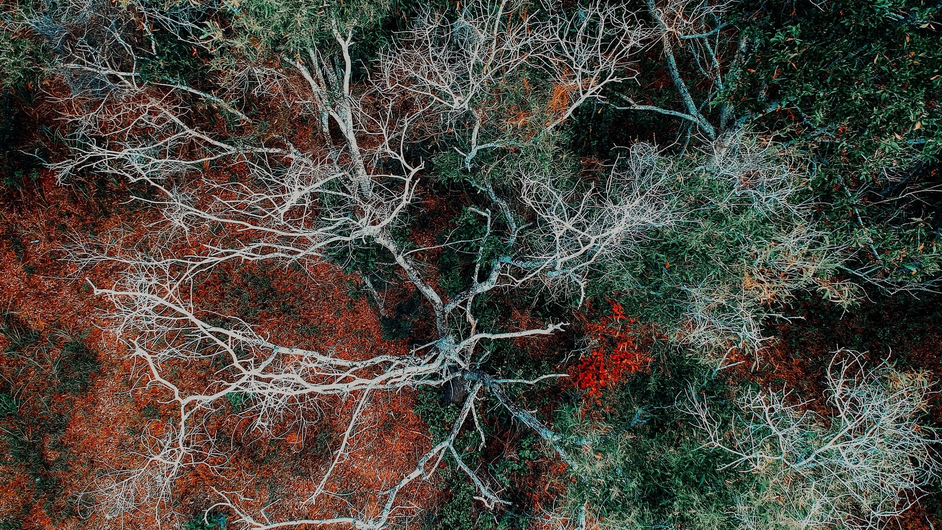 1920x1080 wallpapers: branches, trees, top view, autumn (image)