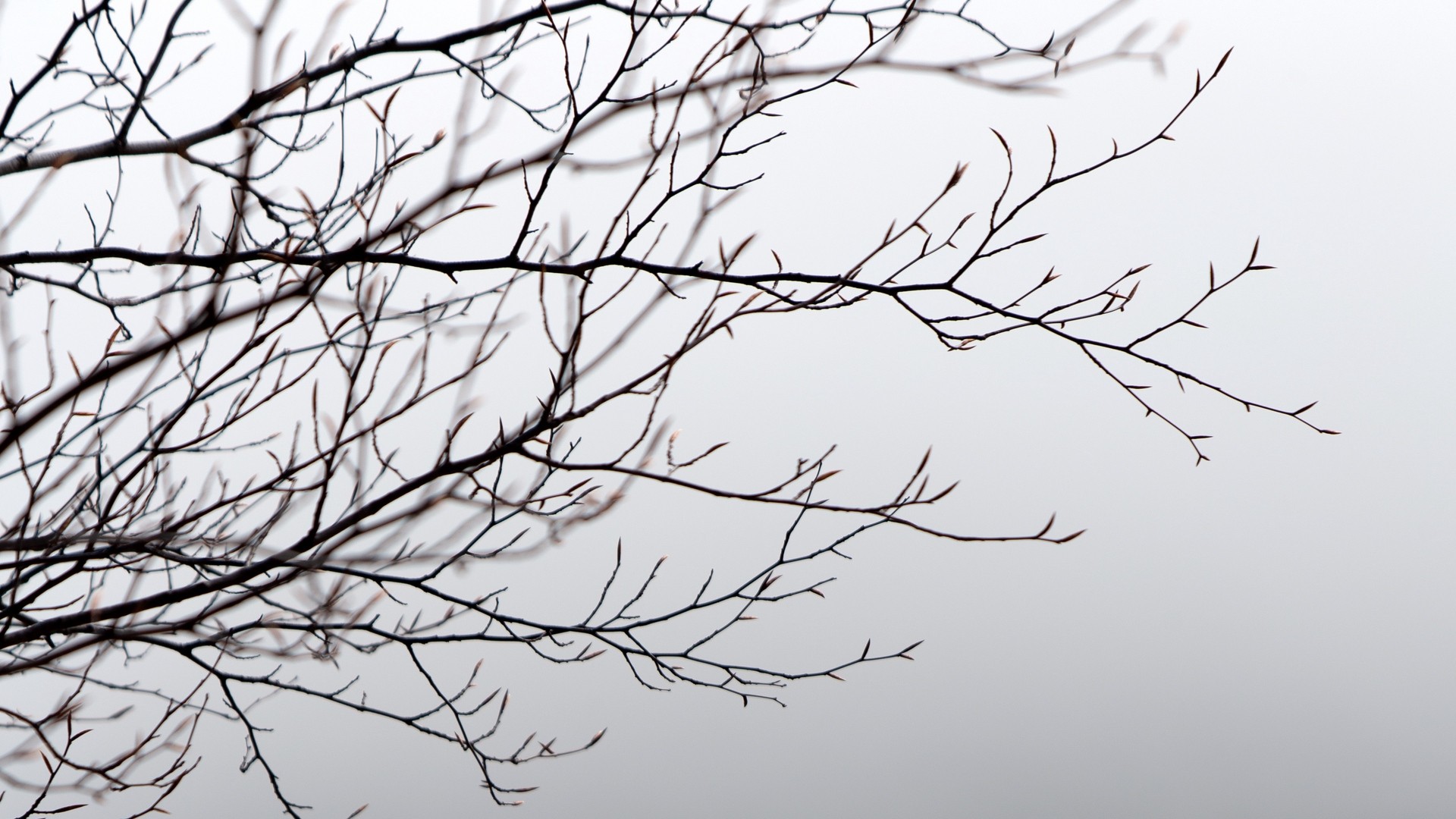 1920x1080 wallpapers: branches, tree, fog, gray, amazing (image)