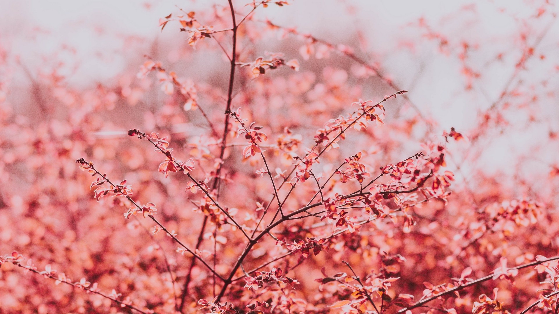 枝 葉 明るい 春 空 写真 写真 デスクトップ壁紙