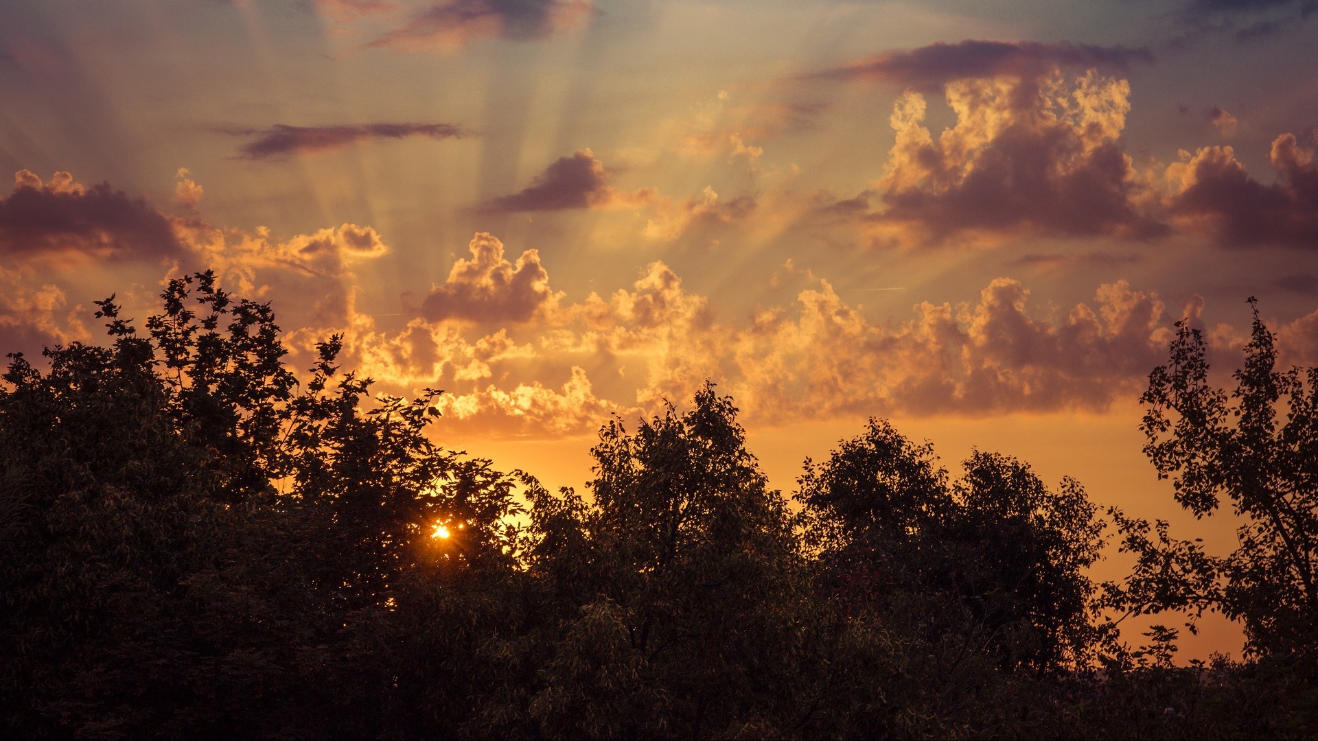 Soluppgång, himmel, träd, moln | bild, foto, skrivbordsunderlägg.