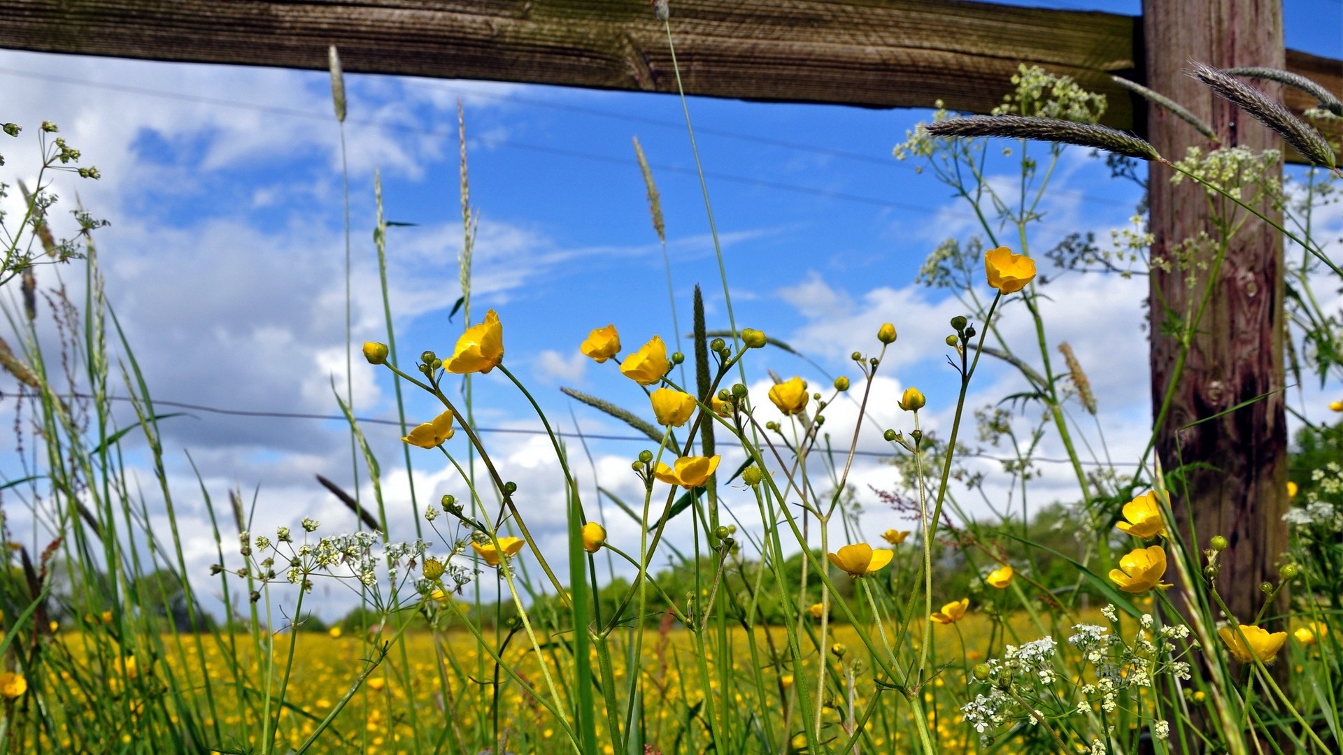 1920x1080 wallpapers: fence, flowers, field, yellow, sunny, boards (image)