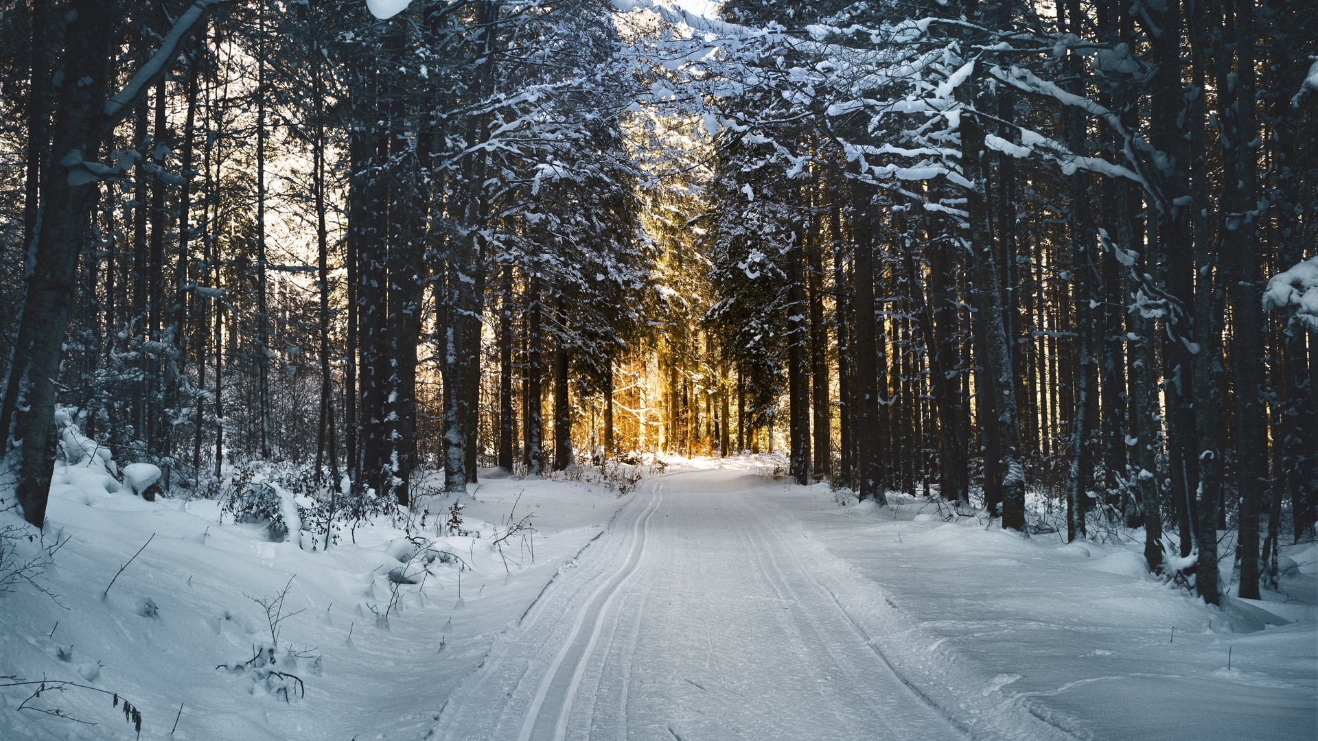 1920x1080 wallpapers: winter, trees, forest, road (image)