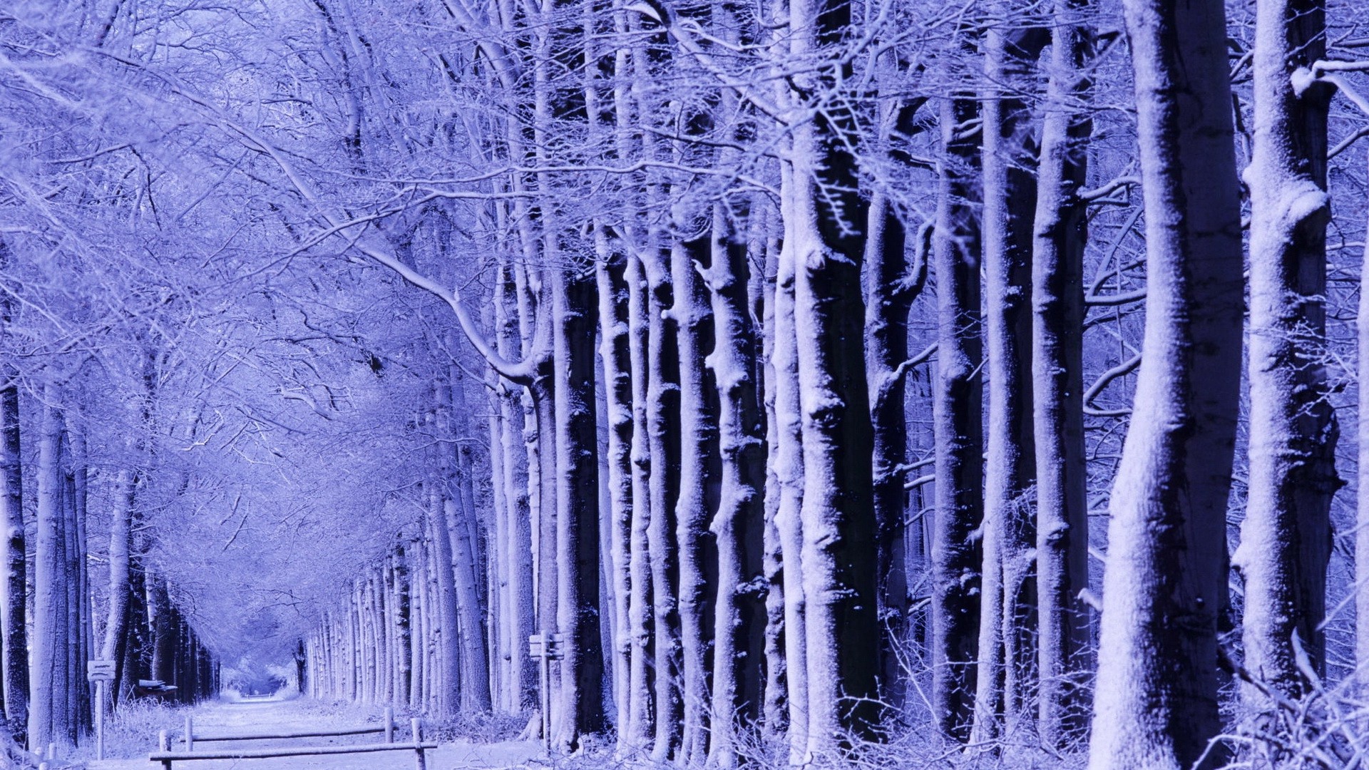 1920x1080 wallpapers: winter, park, bench, trees, hoarfrost (image)
