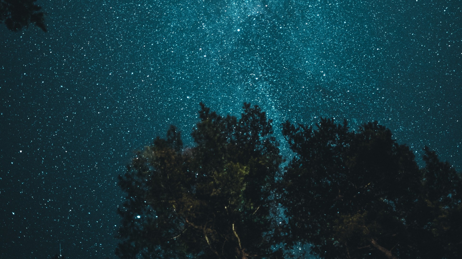1920x1080 wallpapers: starry sky, trees, bottom view, night (image)