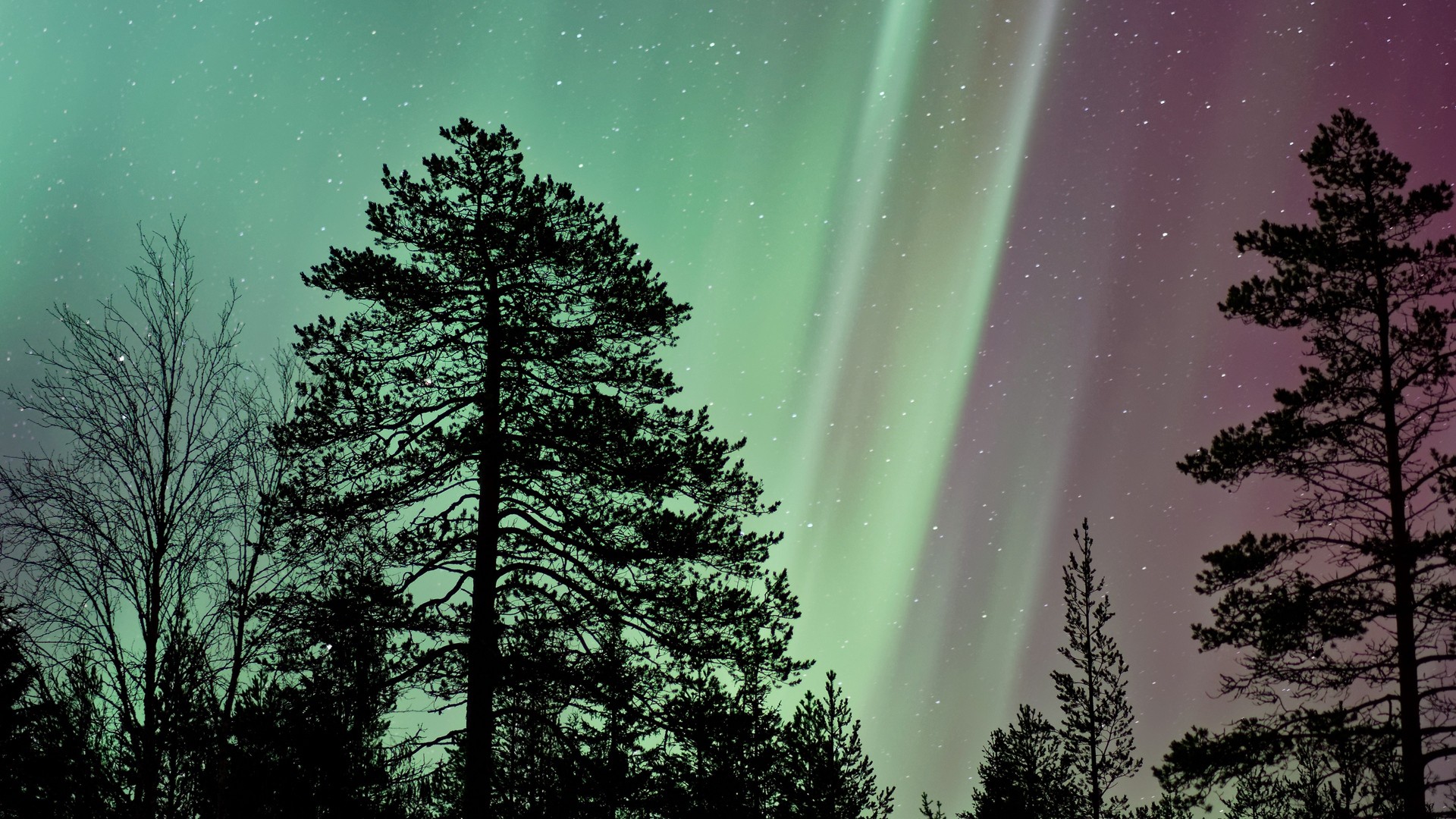 1920x1080 wallpapers: starry sky, trees, northern lights, super (image)