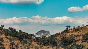 africa, hills, trees, clouds - wallpapers, picture
