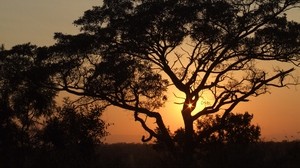 áfrica, puesta de sol, árboles, noche