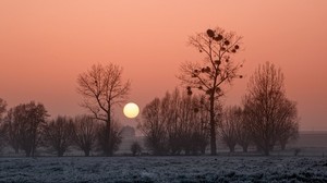 africa, sunset, fog, trees - wallpapers, picture