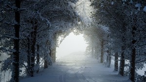 gränd, träd, spår, snö, vinter - wallpapers, picture