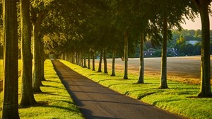 alley, path, trees, lawn