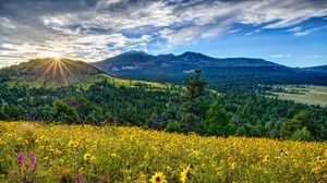arizona, valley, mountains, flowers - wallpapers, picture