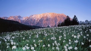 austria, meadow, field, flowers, sky, mountains