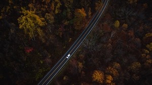 汽车，道路，顶视图，树木