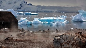 icebergs, antártida, blanco, bloques, costa, pingüinos, niebla, la casa