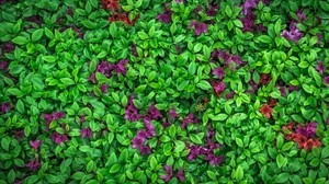 azalea, blad, blommor, växt - wallpapers, picture