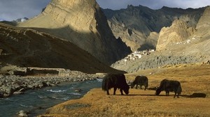 asia, mountains, river, pasture, animals - wallpapers, picture