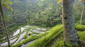 Asia, arrozales, palmeras, agricultura