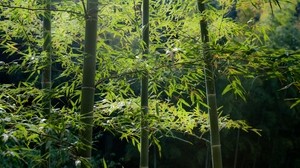 bambu, skog, stjälkar, lugn