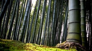 bamboo, green, stems, roots, ground - wallpapers, picture