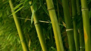 bambu, grön, stjälkar, blad