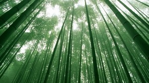 bamboo, green, stems, sky, crowns - wallpapers, picture