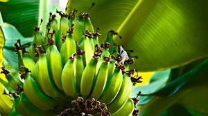 bananas, green, fruits, fruits, tree