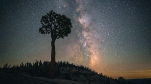 baobab, tree, starry sky, night, dark