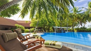 pool, palm tree, furniture - wallpapers, picture