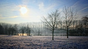 比利时，冬天，花园，太阳，天空，晴朗，树木