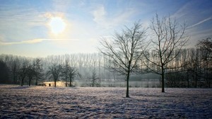 Belgien, vinter, trädgård, sol, himmel, klar, träd