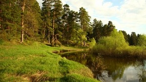 shore, lake, forest, green, summer, conifers, noon - wallpapers, picture