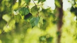 birch, leaves, summer, light - wallpapers, picture