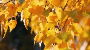 betulla, foglie, autunno, giallo, ottobre