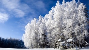 birch, snow, hoarfrost, winter, sky, clear, meadow, from below - wallpapers, picture