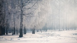 birch, branches, hoarfrost, fog, cold