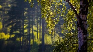 birch, branches, summer, foreground
