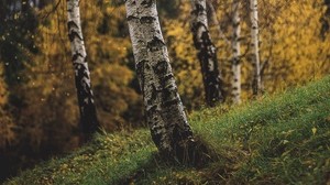 birch, trees, autumn, grass, branches - wallpapers, picture