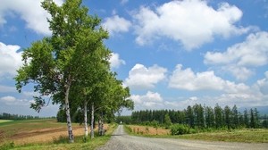 birch, road, country