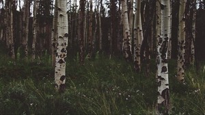 birch, forest, trees, grass, summer