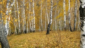 birch, forest, edge, autumn, gold, leaf fall - wallpapers, picture