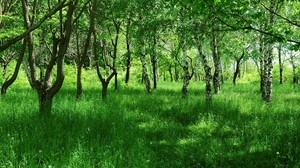 birch, young, summer, grass, green, alley