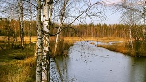 birches, autumn, river, landscape