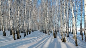 björk, lund, vinter, snö, skuggor, träd, rader