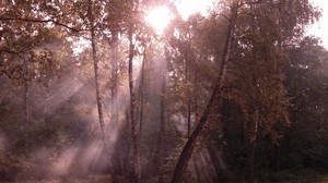 birch, light, rays, edge