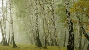 birch, fog, alley - wallpapers, picture