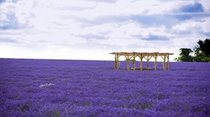 arbor, field, flowers, lilac