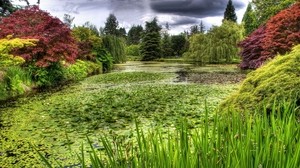 swamp, grass, trees - wallpapers, picture