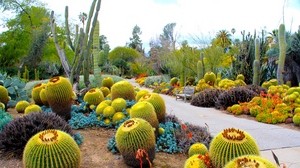 botanisk trädgård, san marino, california, usa, trädgård, kaktus