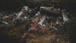 logs, grass, moss - wallpapers, picture