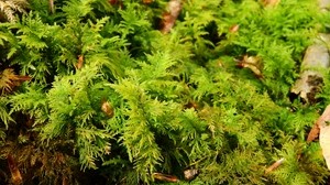 bryophytes, moss, grass